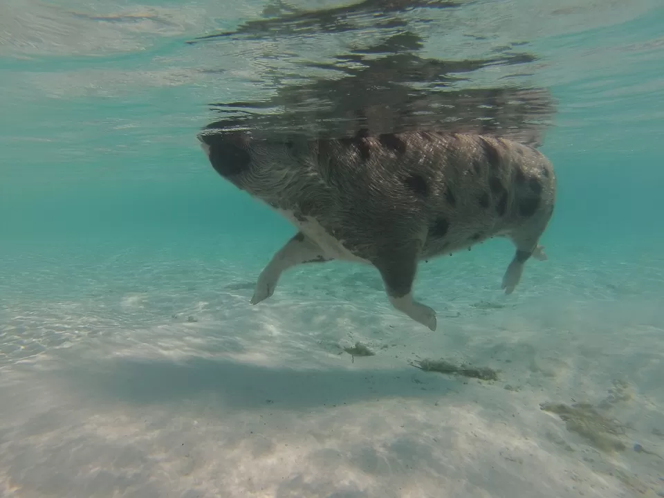 Photo of Pig Beach, Black Point, Bahamas by Prateek Dham