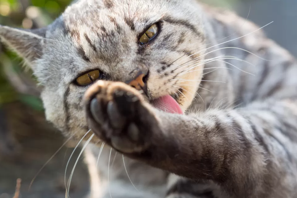Photo of Tashirojima, Ishinomaki, Miyagi Prefecture, Japan by Prateek Dham