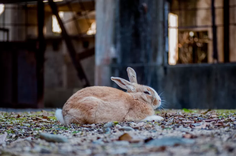 Photo of Okunoshima Island, Takehara, Hiroshima Prefecture, Japan by Prateek Dham