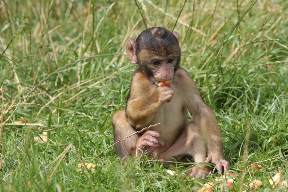 Photo of Cayo Santiago, Punta Santiago, Humacao, Puerto Rico by Prateek Dham