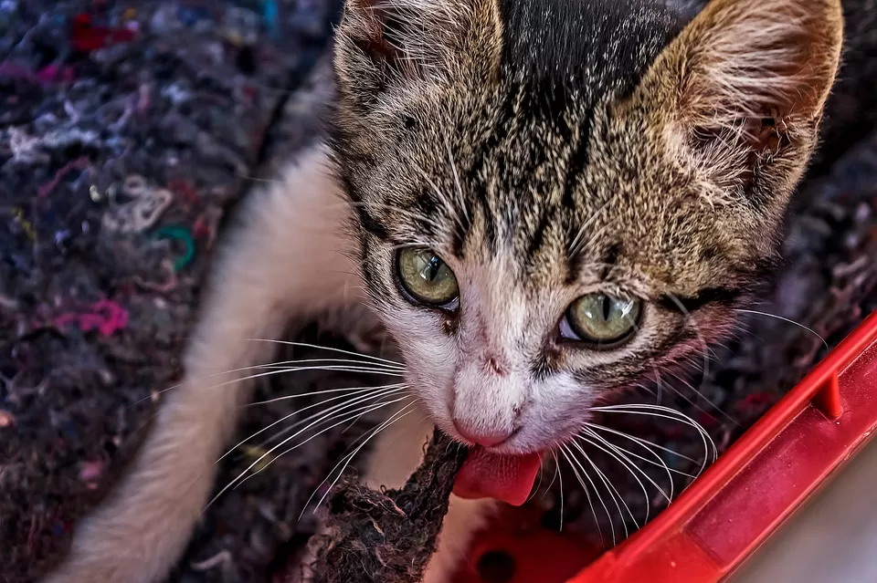 Photo of Tonawanda, NY, United States by Prateek Dham