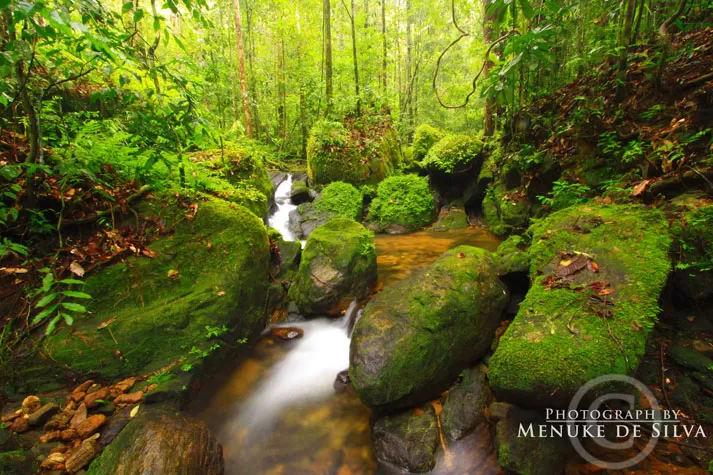 Photo of Sinharaja Rain Forest, Ratnapura, Sabaragamuwa Province, Sri Lanka by Prateek Dham