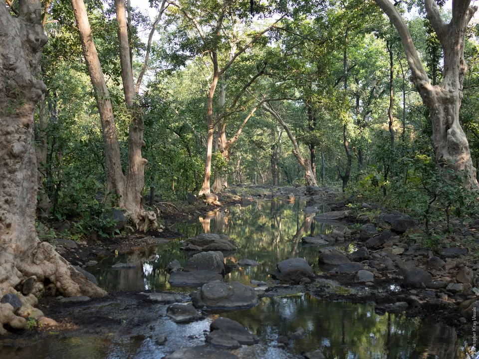 Photo of Why The Panna Pench National Park Needs To Be On Your Bucket List by Prateek Dham