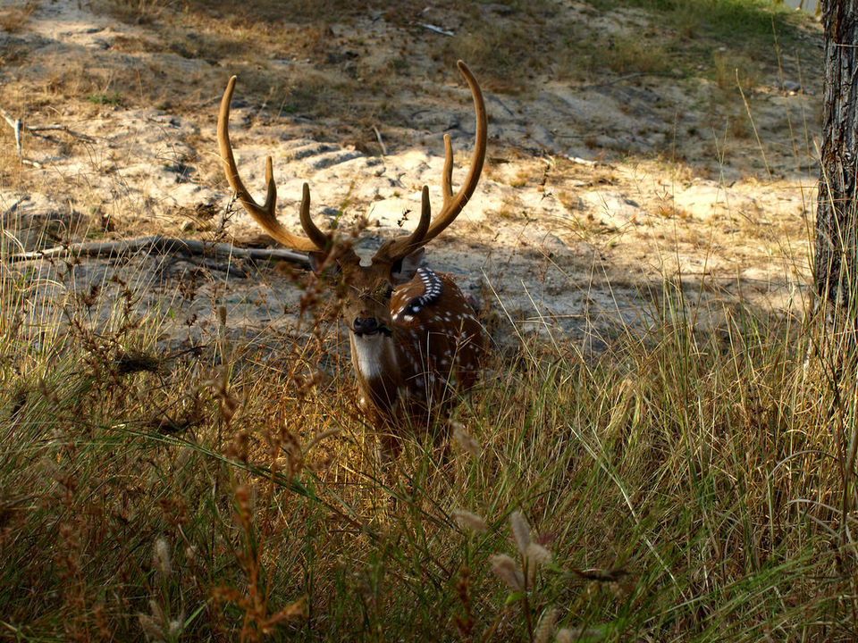 Photo of Why The Panna Pench National Park Needs To Be On Your Bucket List by Prateek Dham