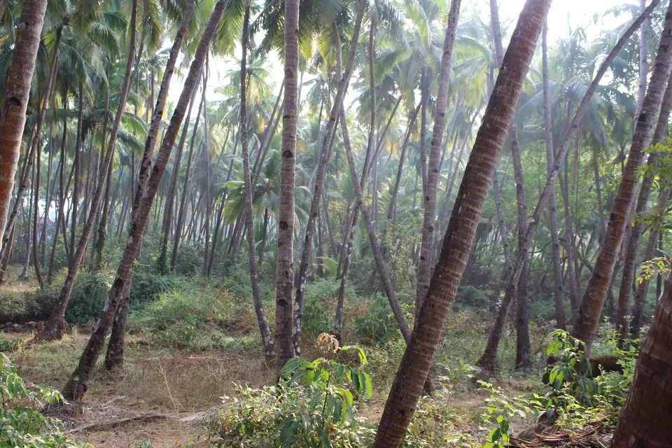 Photo of Monteiro's Agonda, Agonda, Goa, India by prasoon padhye