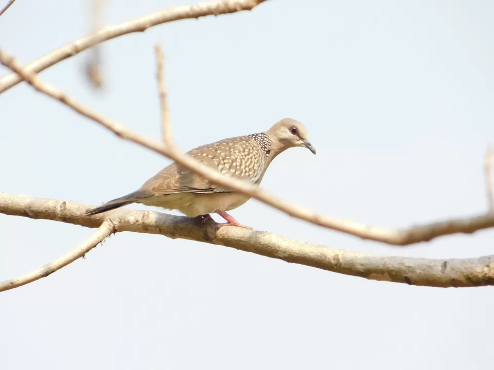Photo of Kanger Ghati National Park By Umesh Singh