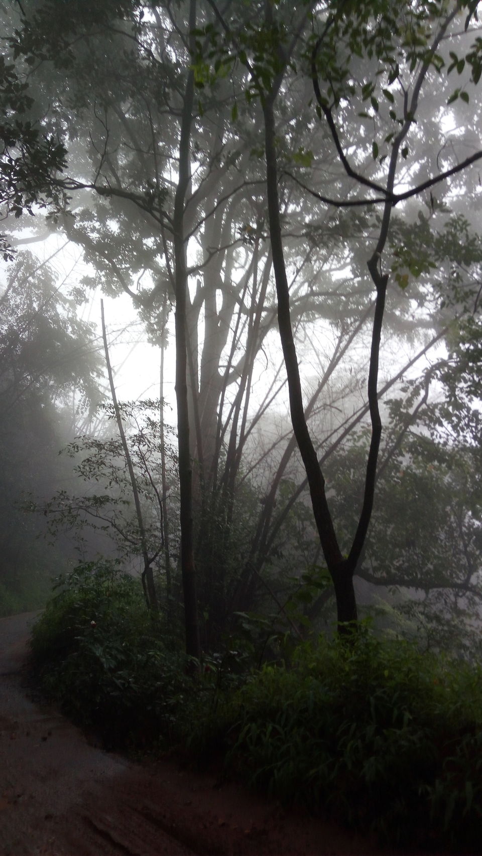 Photo of A drive through Silent Valley Foot hills. by Muhsin Muneer