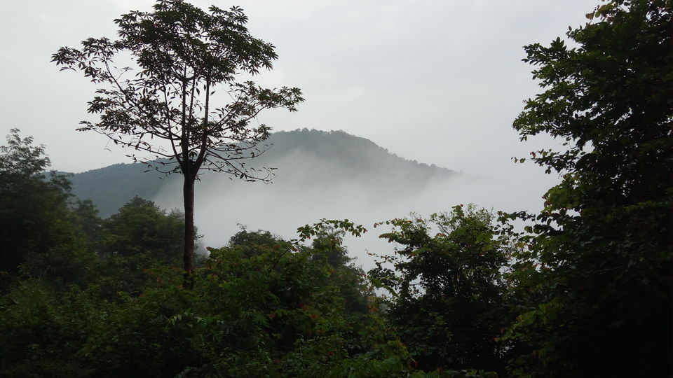 Photo of A drive through Silent Valley Foot hills. by Muhsin Muneer