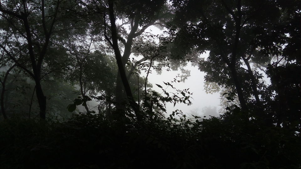 Photo of A drive through Silent Valley Foot hills. by Muhsin Muneer