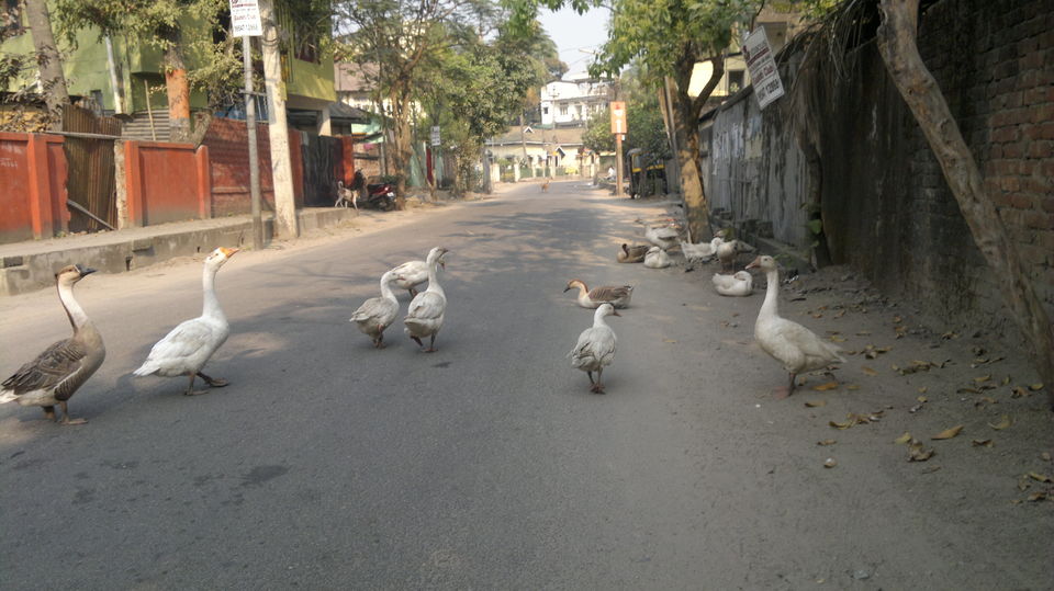 Photo of Backpacking to Upper Assam and Shillong 35/36 by Siddharth Sharma