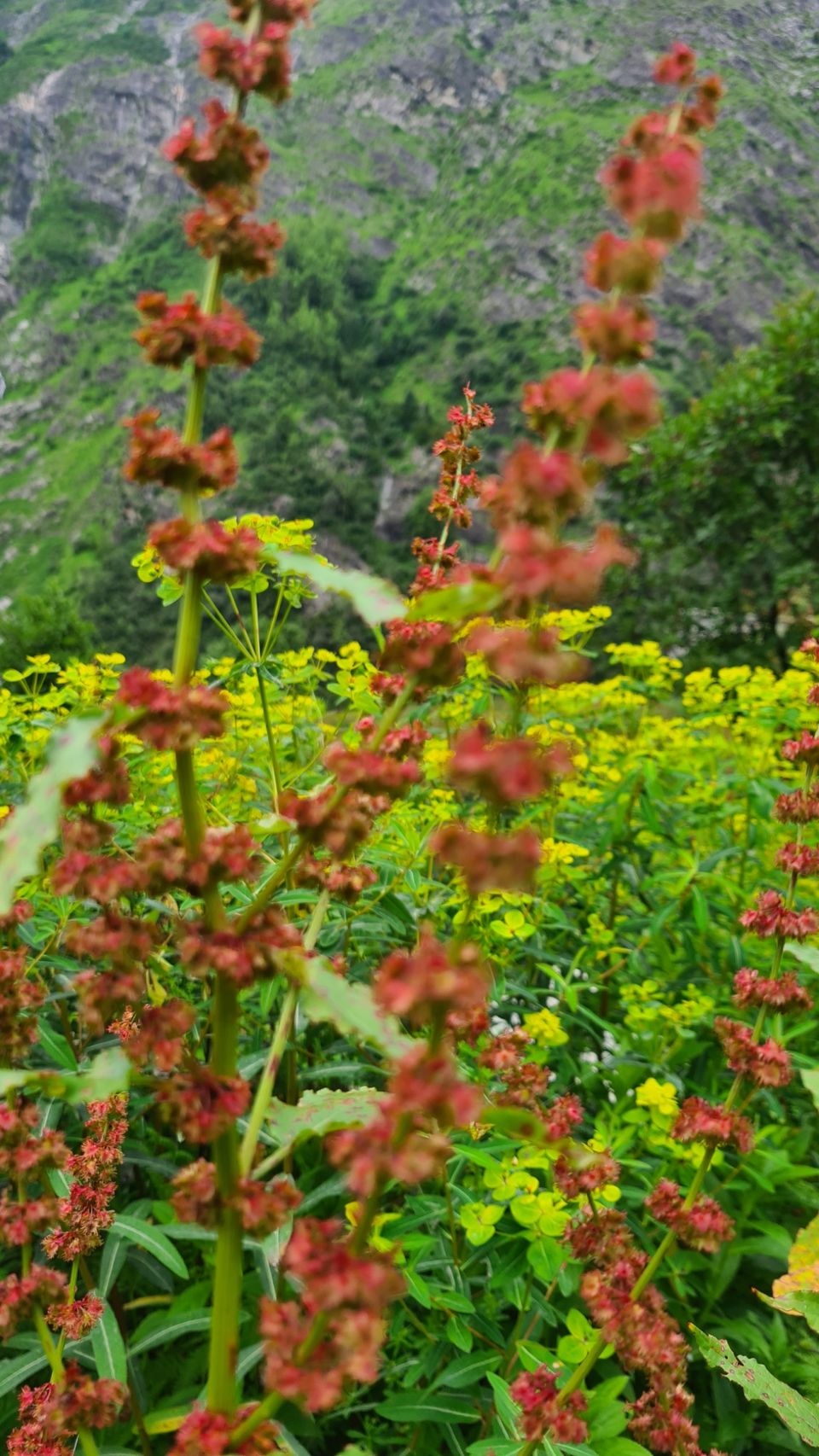 Photo of Valley Of Flowers by Tung Vidya