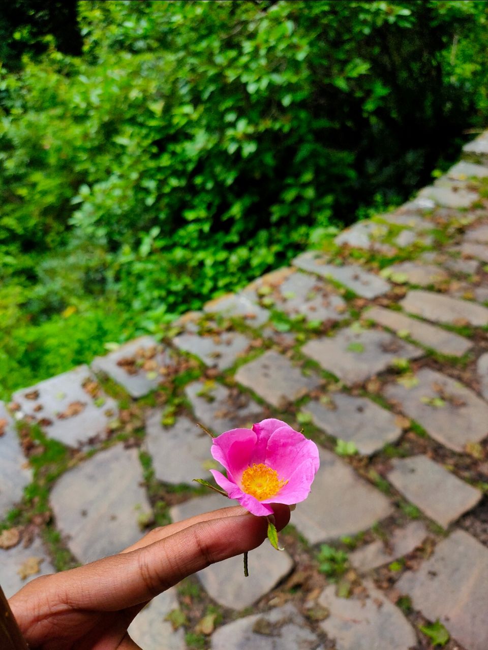 Photo of Valley Of Flowers by Tung Vidya