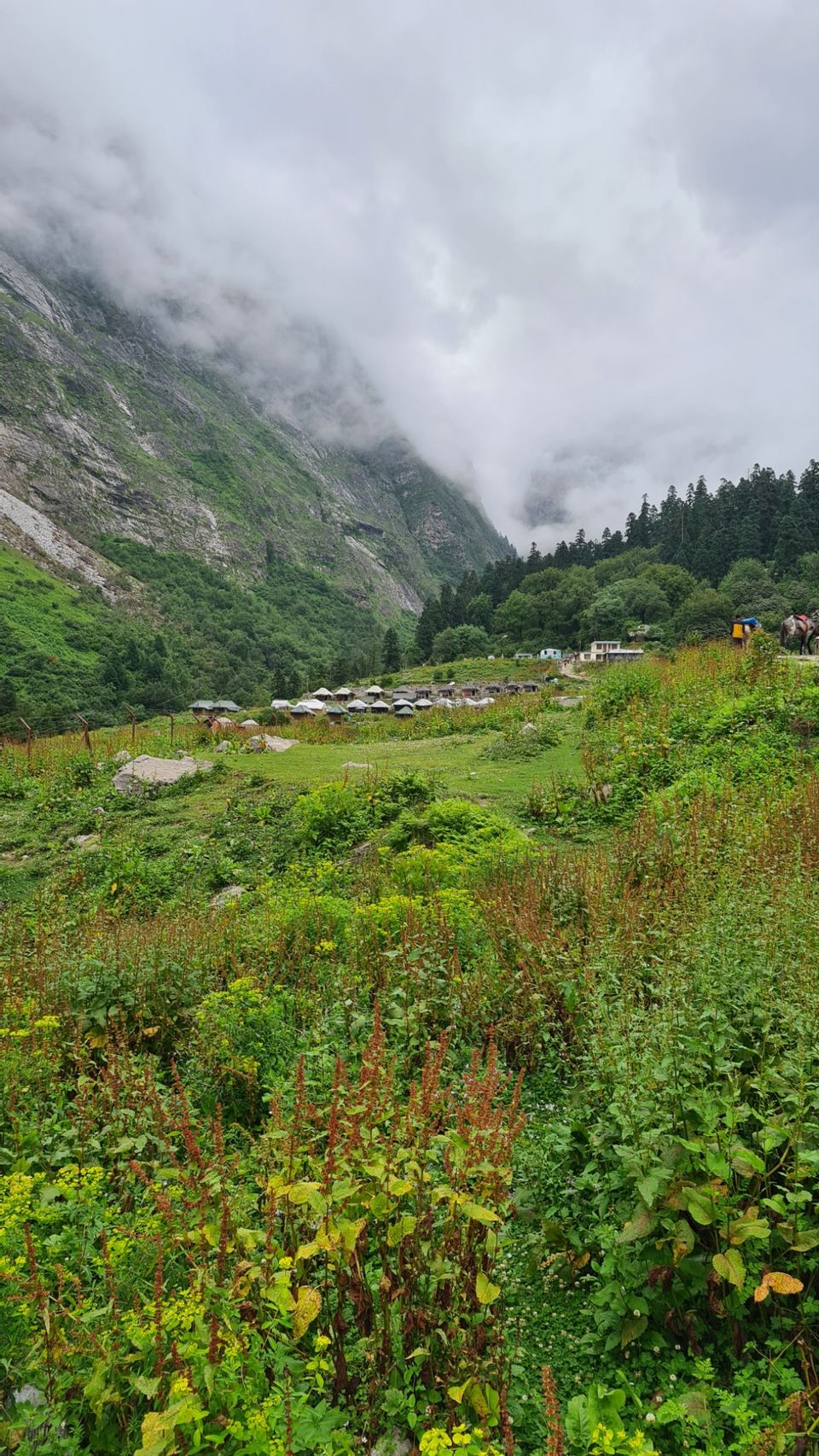 Photo of Valley Of Flowers by Tung Vidya