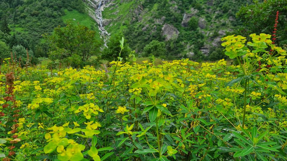 Photo of Valley Of Flowers by Tung Vidya