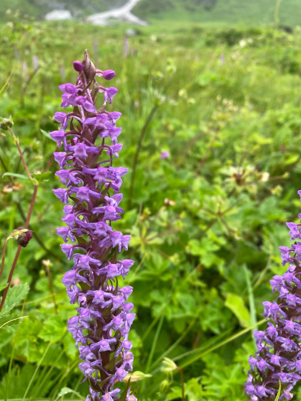 Photo of Valley Of Flowers by Tung Vidya