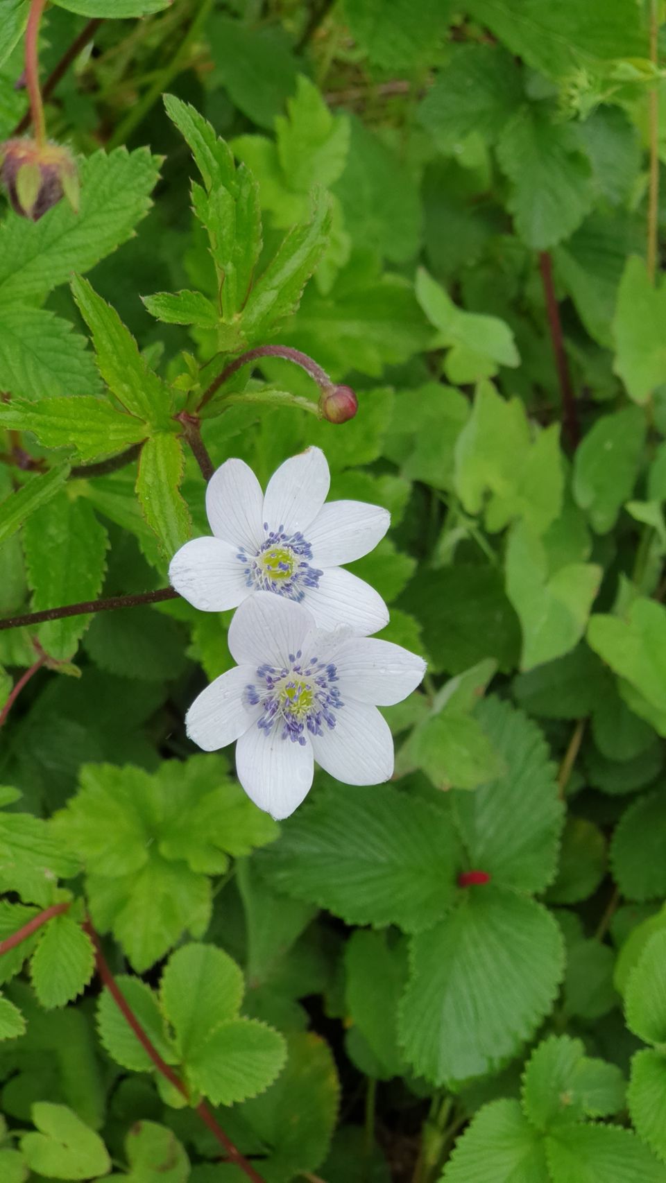 Photo of Valley Of Flowers by Tung Vidya