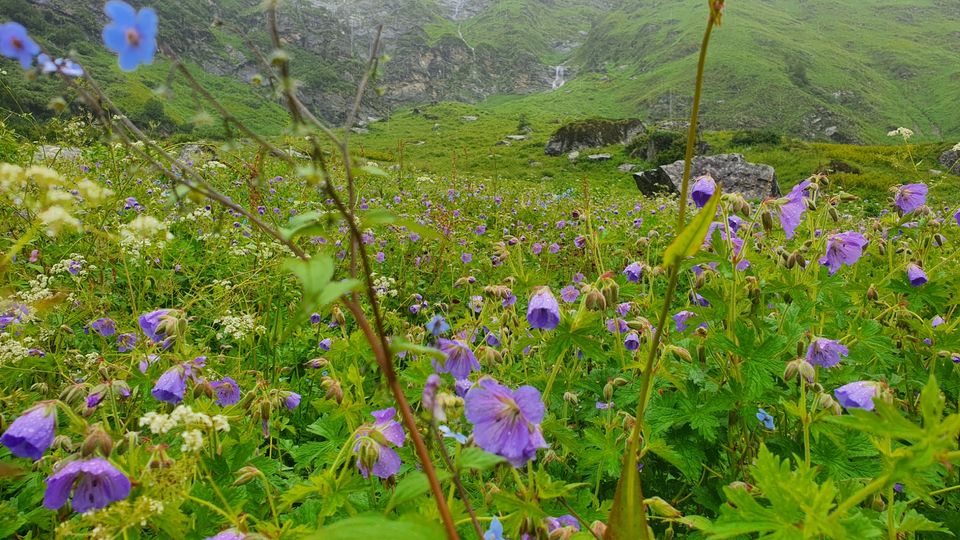 Photo of Valley Of Flowers by Tung Vidya