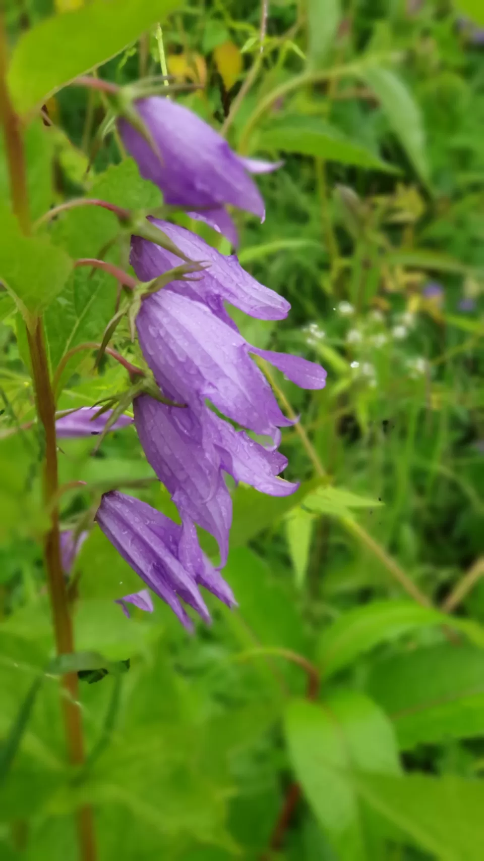 Photo of Valley Of Flowers by Tung Vidya