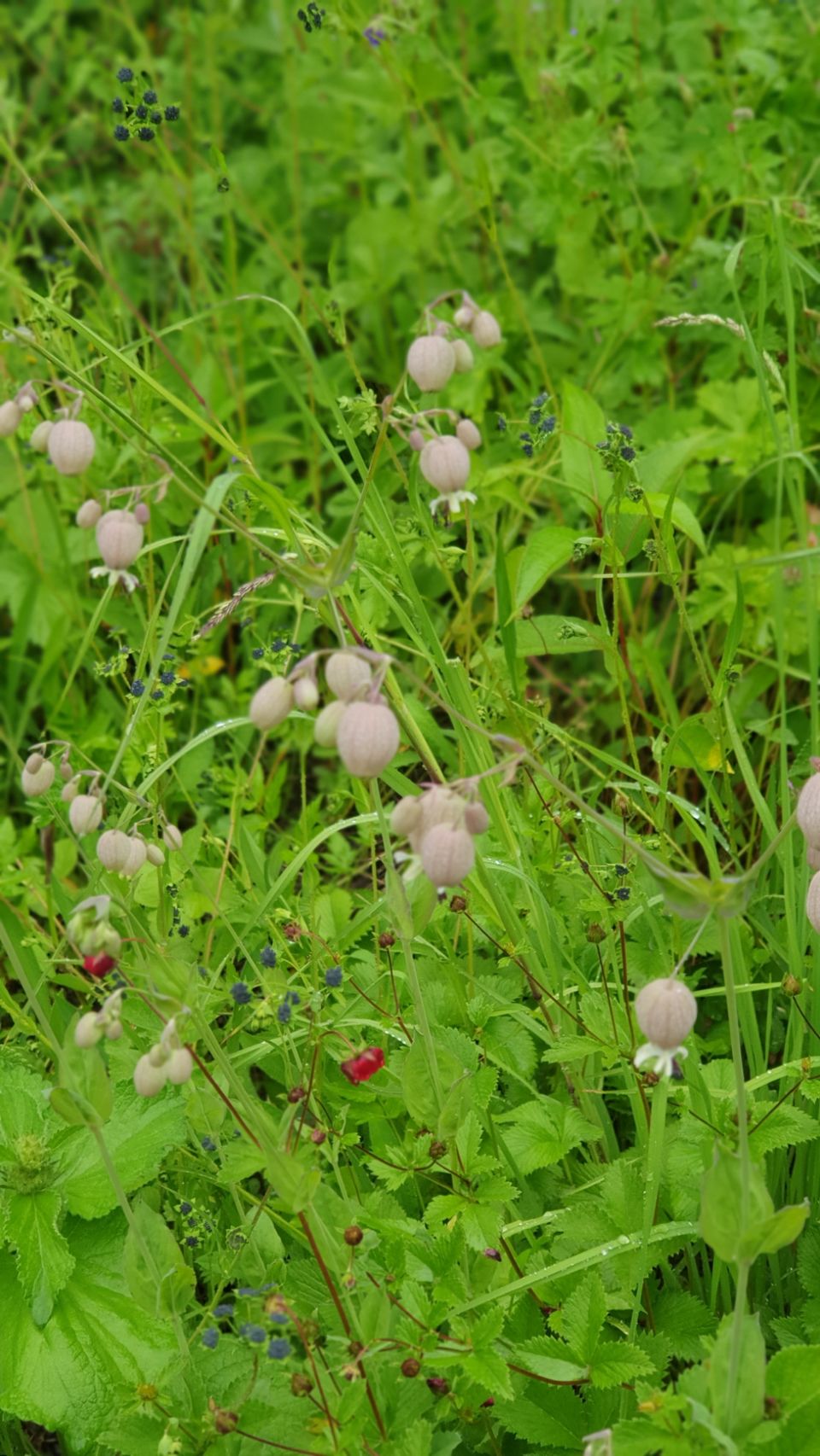 Photo of Valley Of Flowers by Tung Vidya