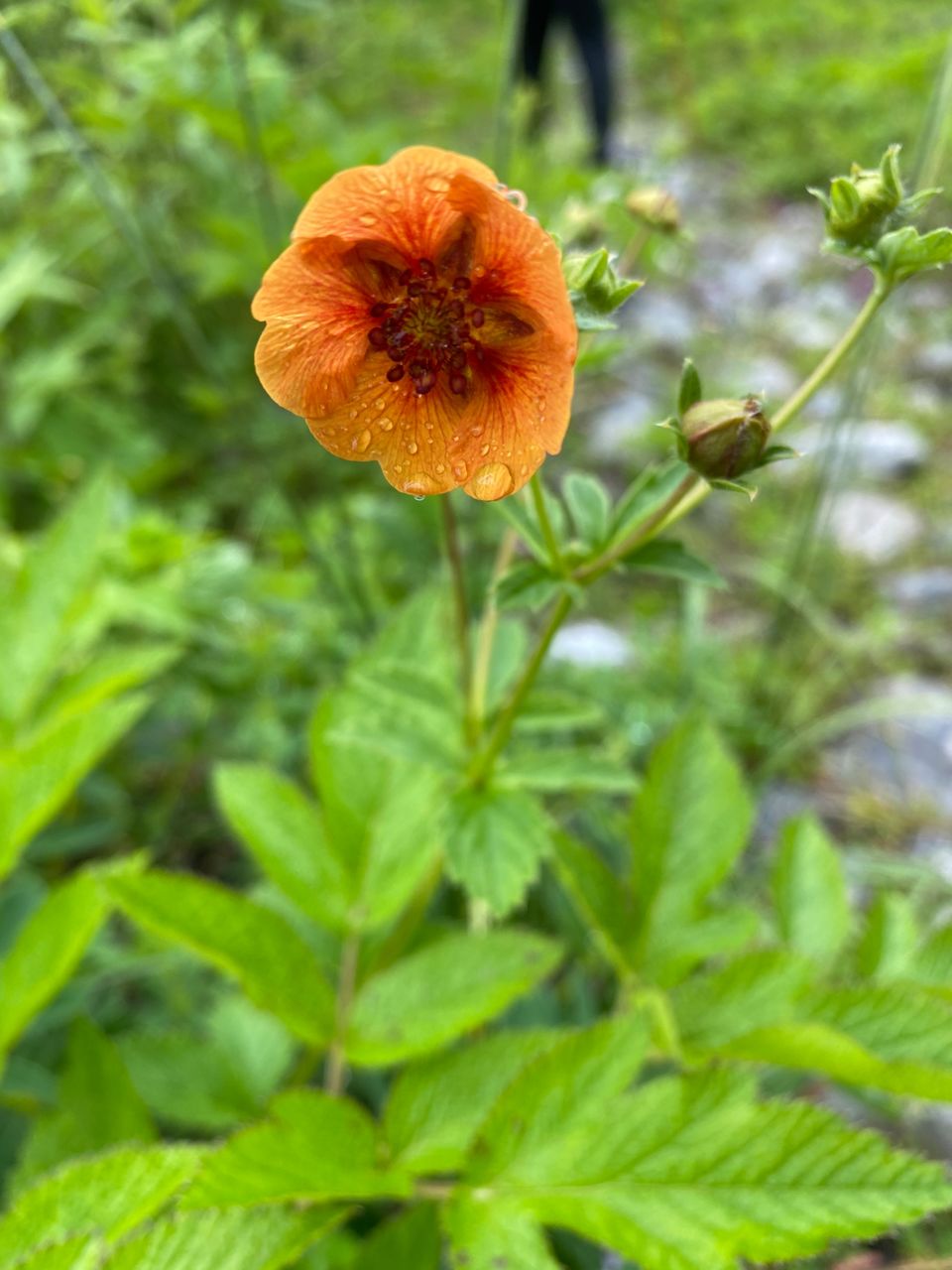 Photo of Valley Of Flowers by Tung Vidya