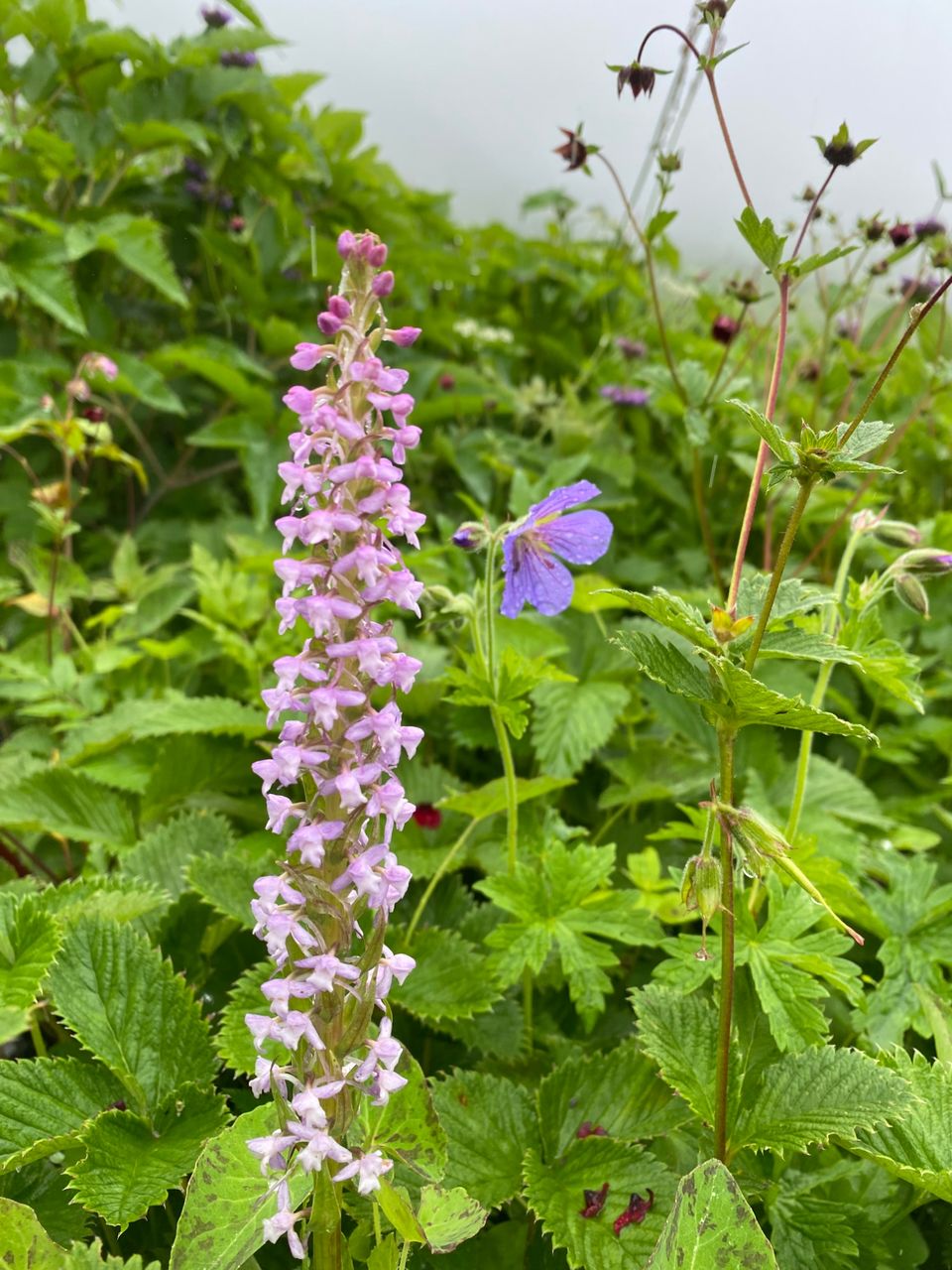 Photo of Valley Of Flowers by Tung Vidya