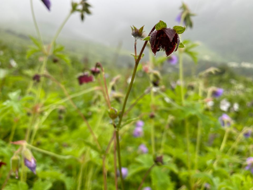 Photo of Valley Of Flowers by Tung Vidya