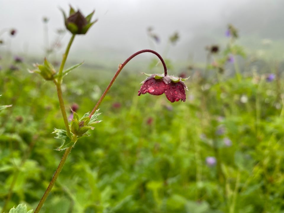 Photo of Valley Of Flowers by Tung Vidya