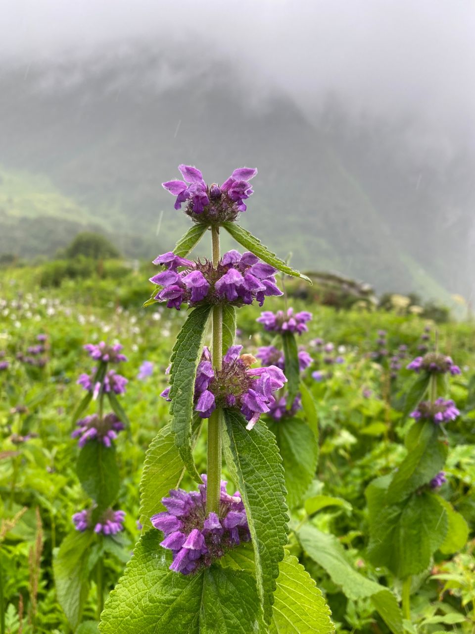 Photo of Valley Of Flowers by Tung Vidya
