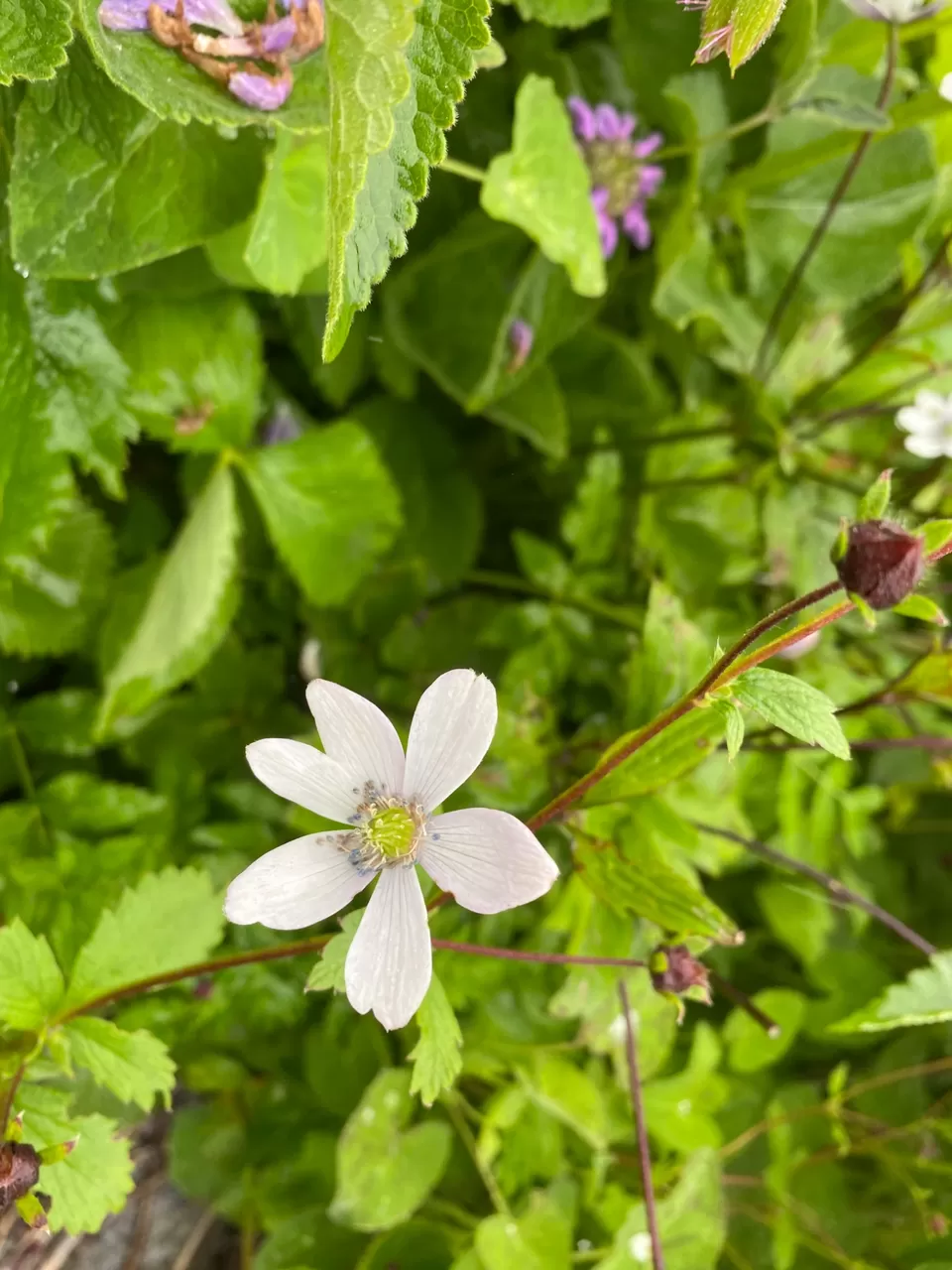 Photo of Valley Of Flowers by Tung Vidya