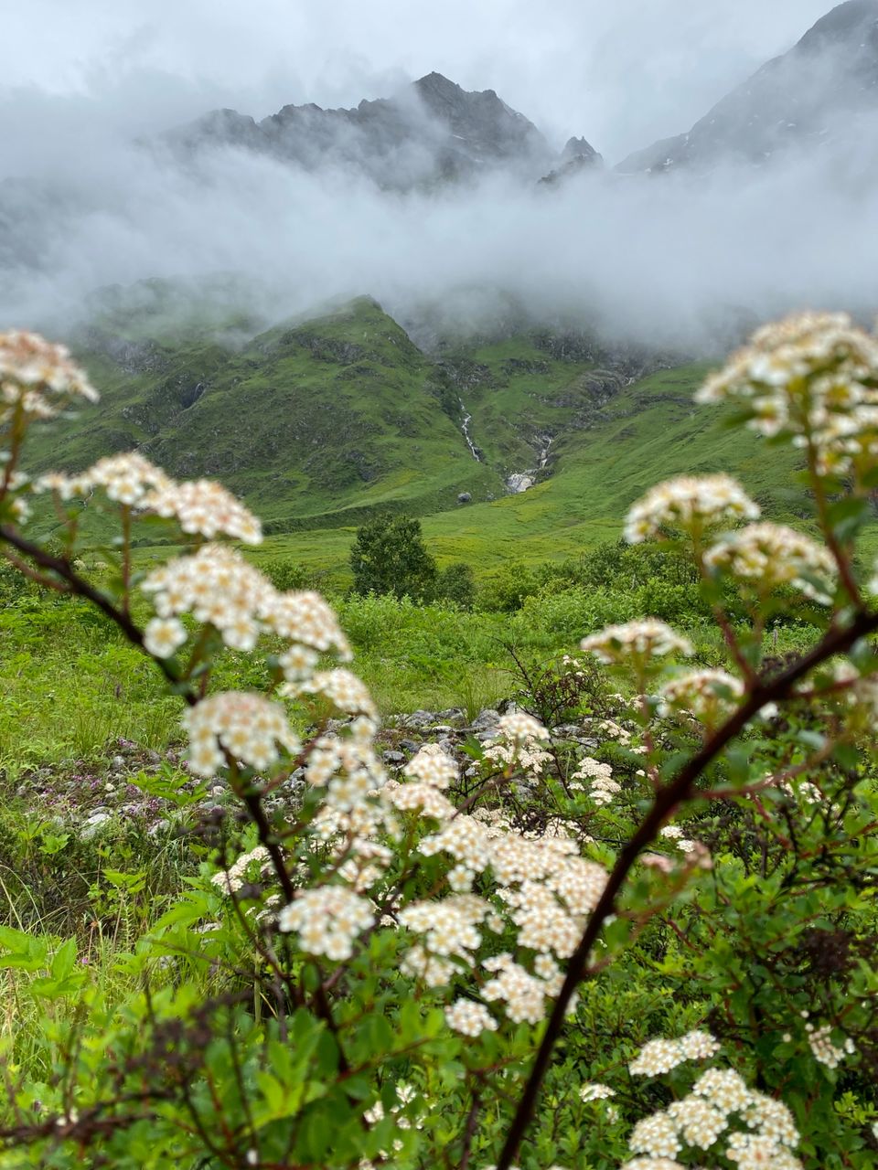 Photo of Valley Of Flowers by Tung Vidya