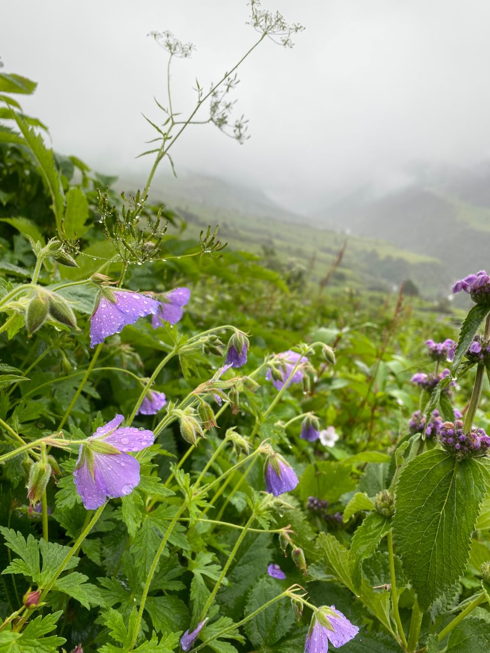 Photo of Valley Of Flowers by Tung Vidya