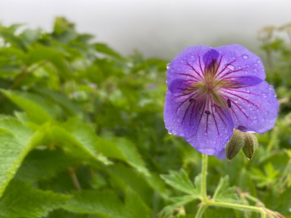Photo of Valley Of Flowers by Tung Vidya