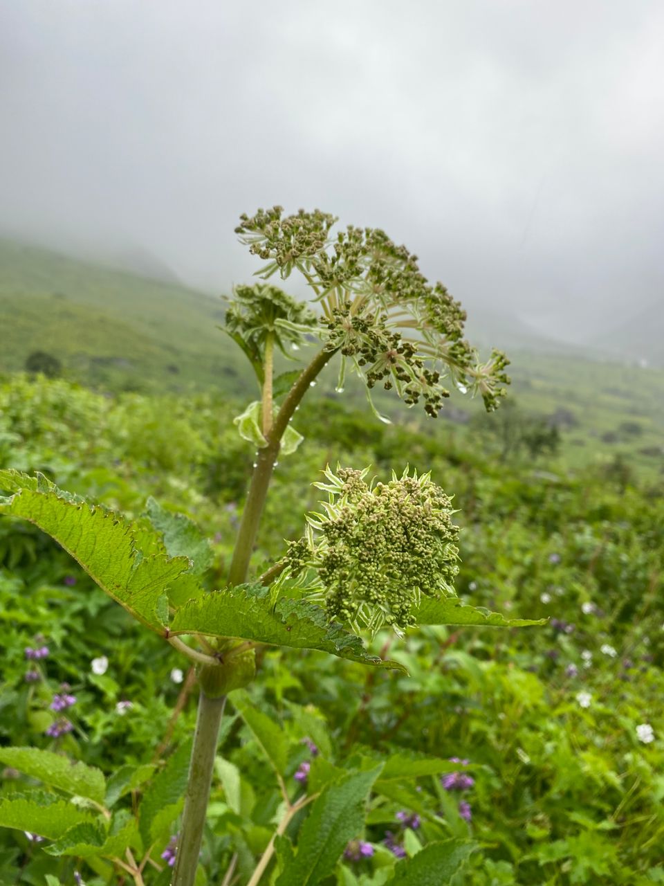 Photo of Valley Of Flowers by Tung Vidya