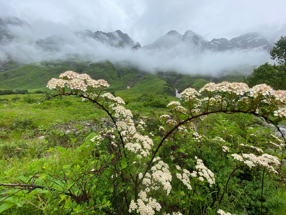 Photo of Valley Of Flowers by Tung Vidya