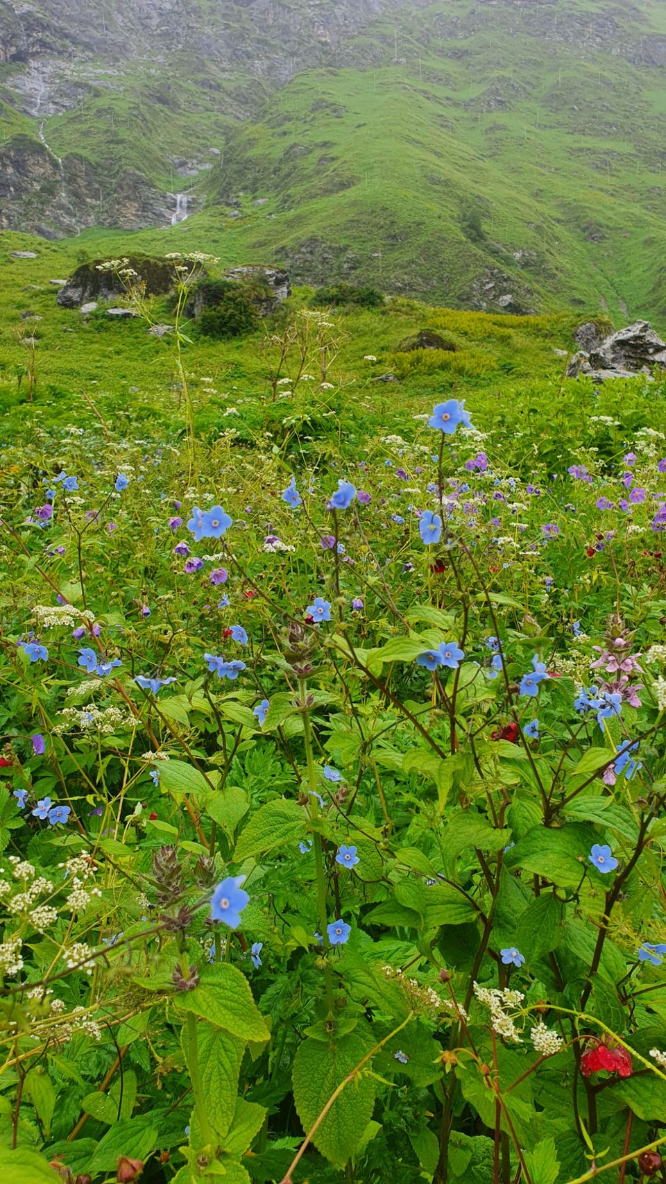 Photo of Valley Of Flowers by Tung Vidya
