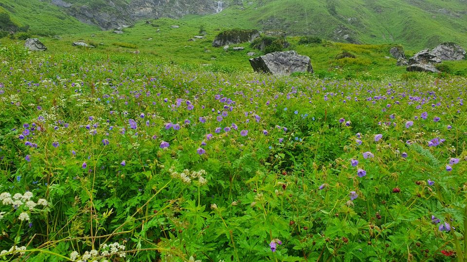 Photo of Valley Of Flowers by Tung Vidya