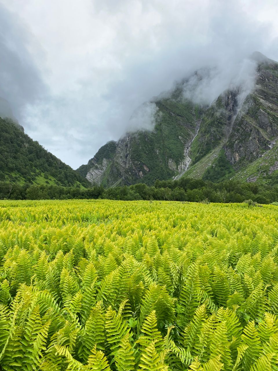 Photo of Valley Of Flowers by Tung Vidya