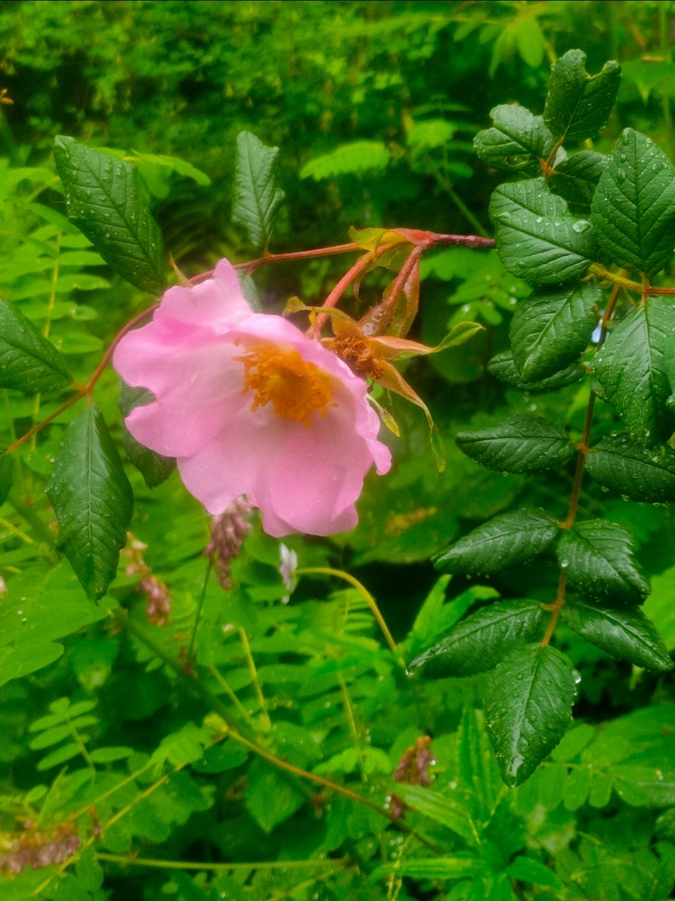 Photo of Valley Of Flowers by Tung Vidya
