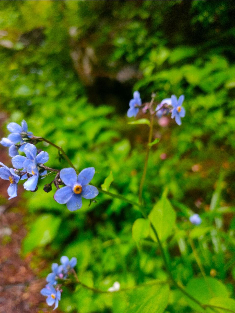 Photo of Valley Of Flowers by Tung Vidya