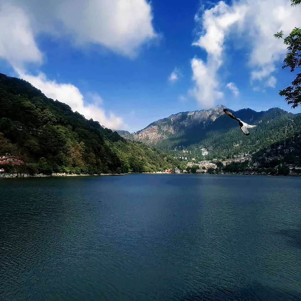 Photo of लॉकडाउन के पर्यटक पंछी..नैनीताल by Mountain Musafeer