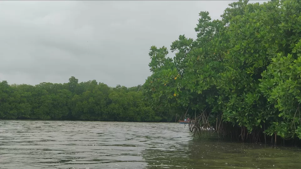 Photo of Pichavaram by Adi