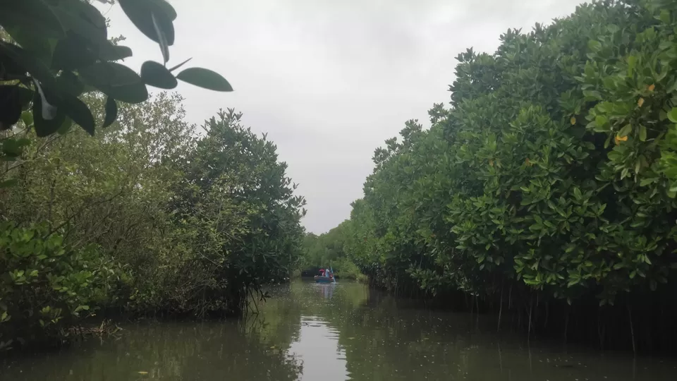 Photo of Pichavaram by Adi
