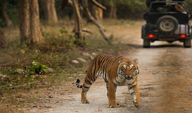 Photo of Jim Corbett National Park | Jim Corbett | Jim Corbett Safari Booking by Jim Corbett