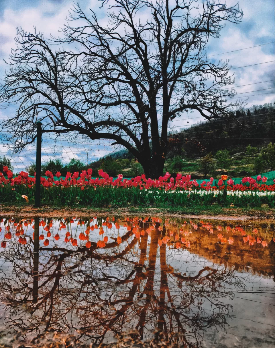 Photo of Tulip Garden, Anchar, Srinagar by Rayan Hussain