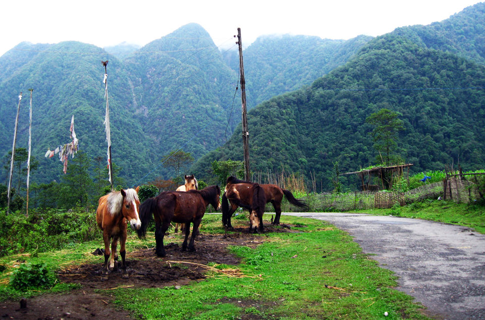 Photo of Yuksom – A village in Sikkim with an old-world charm 2/10 by The Compulsive Traveller