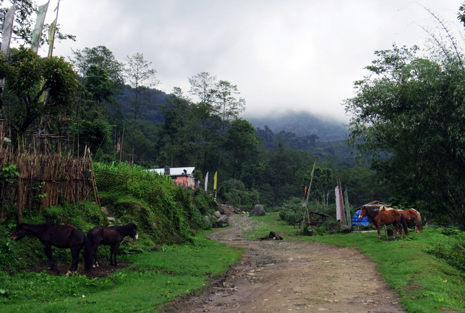 Photo of Yuksom – A village in Sikkim with an old-world charm 8/10 by The Compulsive Traveller