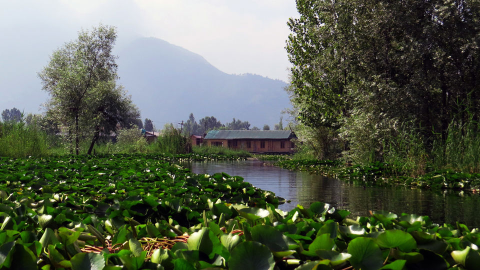 Photo of A shikara ride to the floating villages of Srinagar 1/10 by The Compulsive Traveller