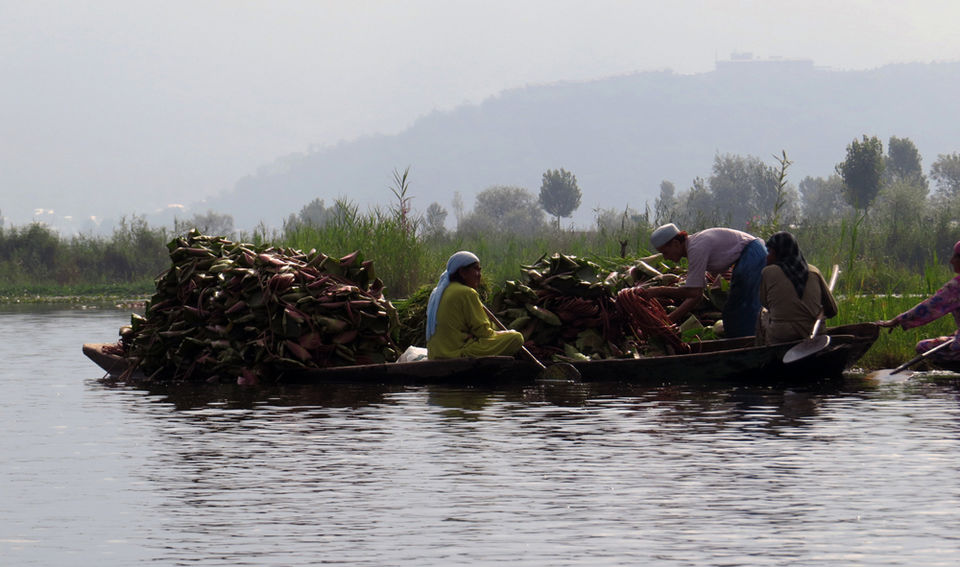 Photo of A shikara ride to the floating villages of Srinagar 3/10 by The Compulsive Traveller