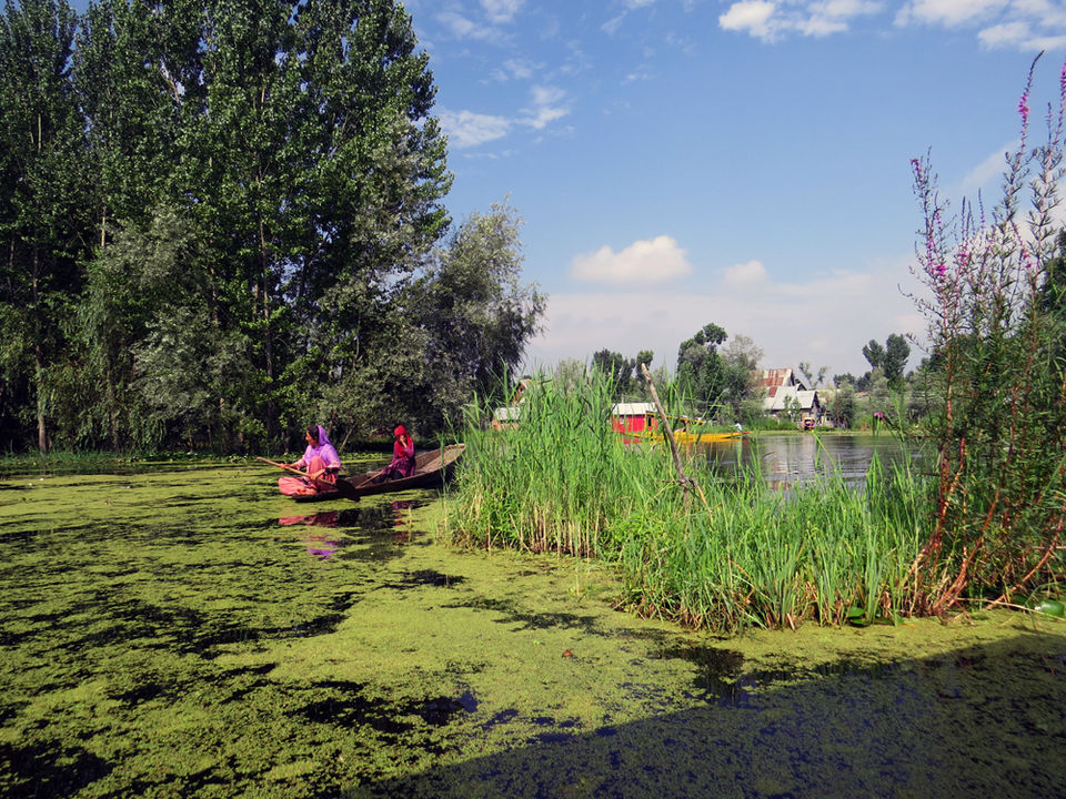 Photo of A shikara ride to the floating villages of Srinagar 5/10 by The Compulsive Traveller
