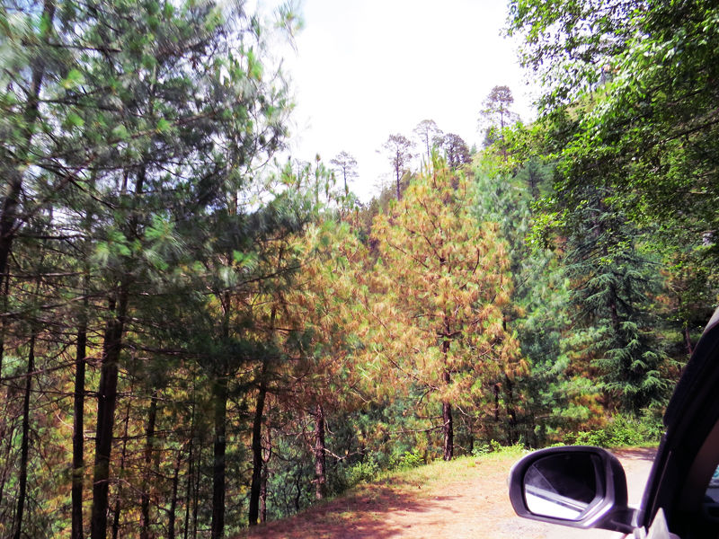 Photo of Sarahan, gateway to the land of 'divine musicians' 4/13 by The Compulsive Traveller